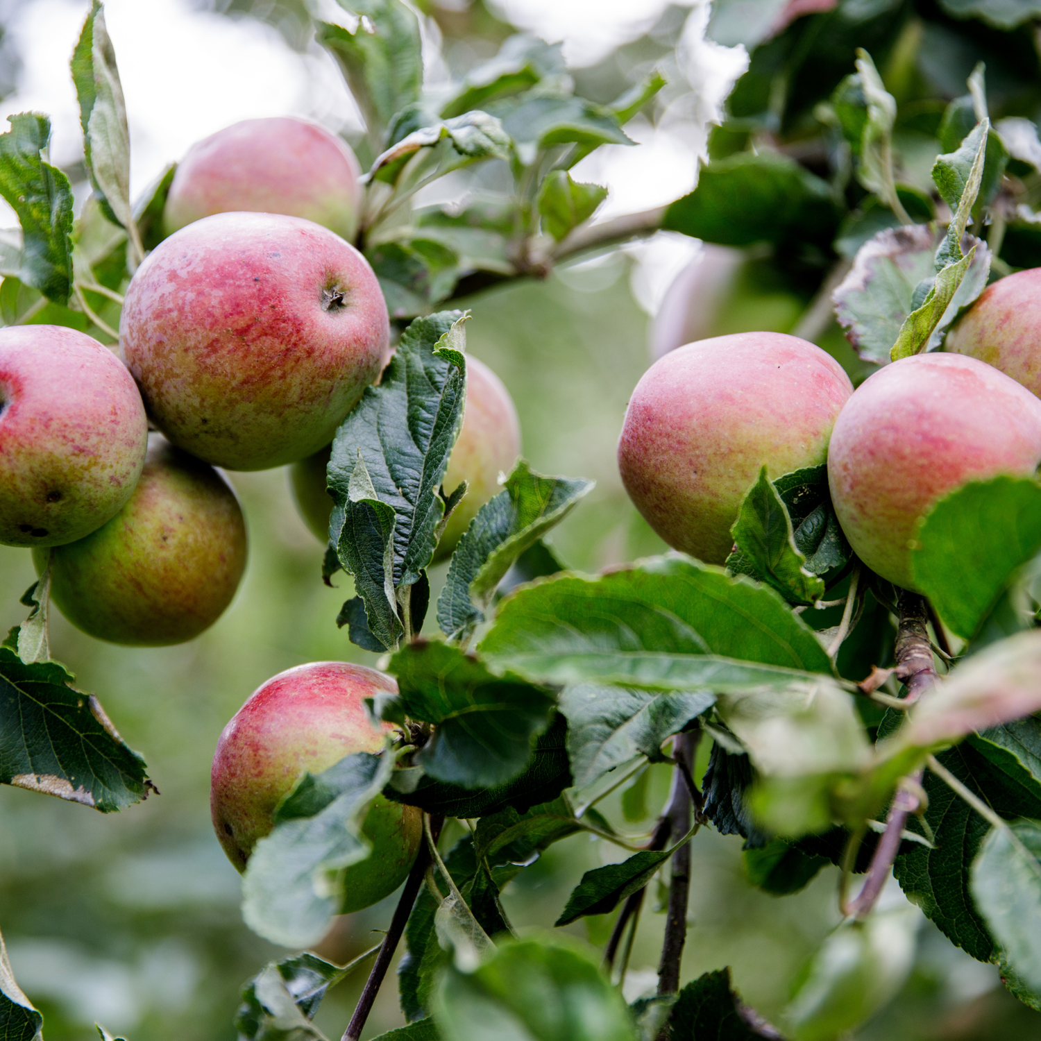 Apple Alchemy Collection